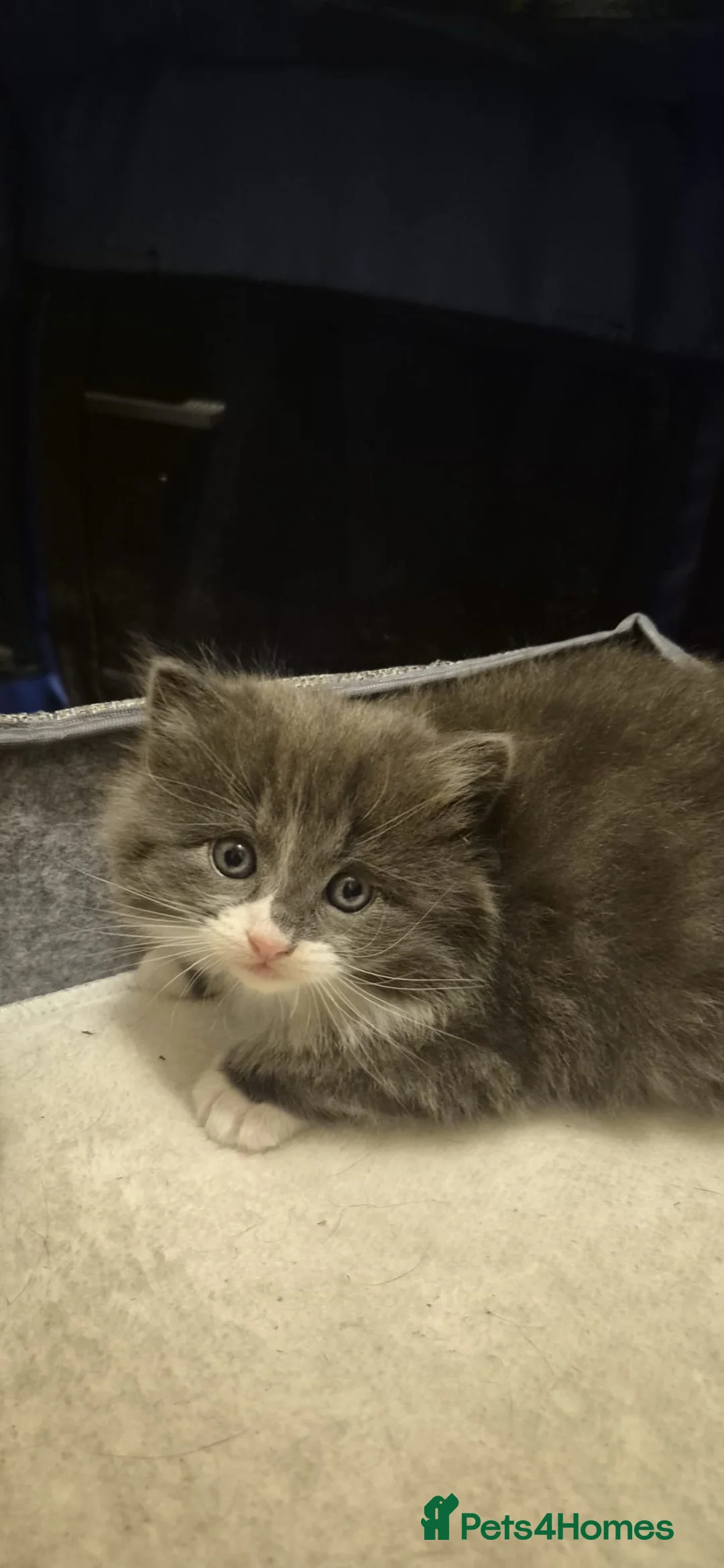 Mixed Breed cats for sale: Ragdoll cross kittens  - Advert 2