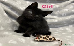 Domestic Shorthair cats for sale: Kittens ready for forever homes  - Image 3