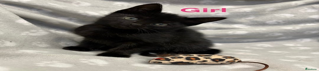 Domestic Shorthair Kitten 3