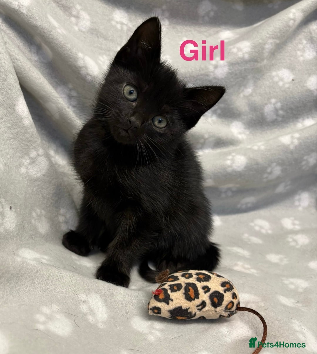 Domestic Shorthair cats for sale: Kittens ready for forever homes  - Image 3