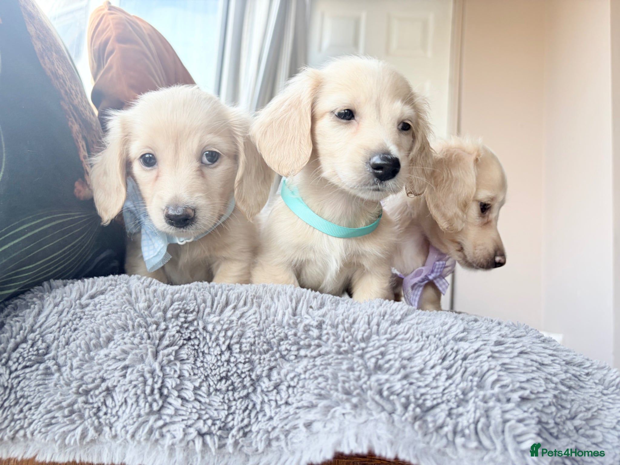 Miniature Dachshund dogs READY! Cream Long Haired Pups KC - Advert 2