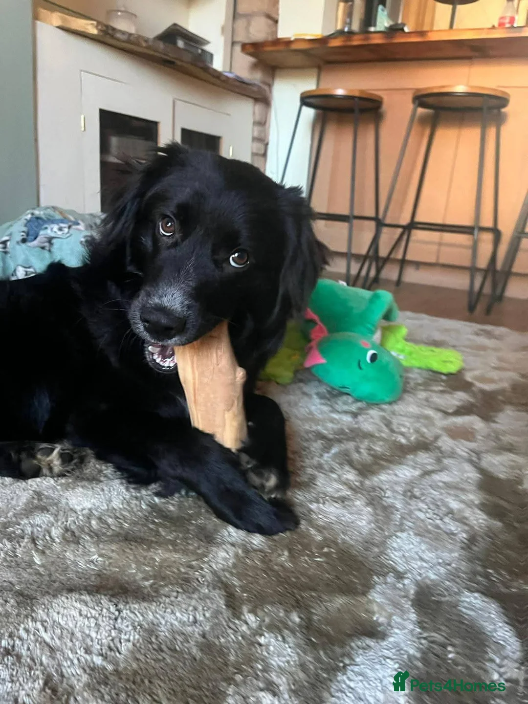 Mixed Breed dogs for adoption: Meet Jack, currently residing in Northamptonshire  in Wellingborough - Advert 2