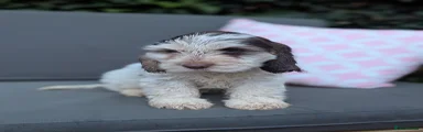 Cockapoo 2