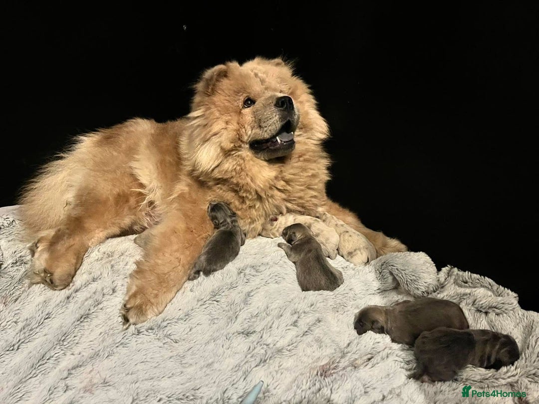 Mixed Breed dogs for sale: Chowpom puppies - Advert 21