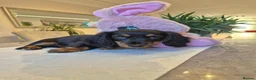 Miniature Dachshund dogs for sale: Beautiful Miniature Dachshund Ready to leave!♥️💙 - Advert 25