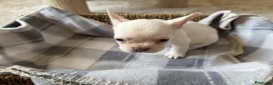 French Bulldog 4