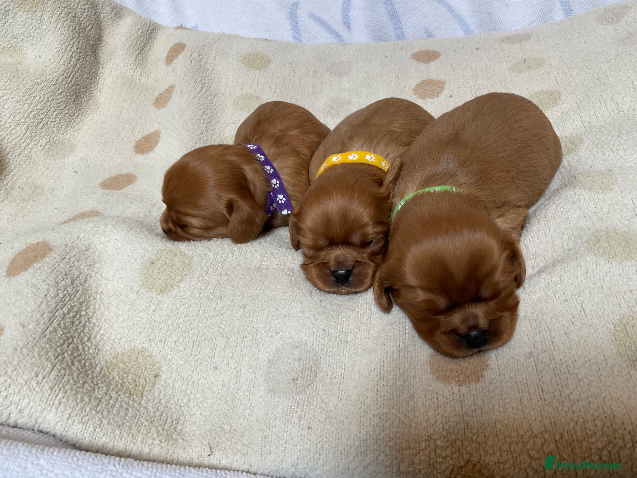 Cavalier King Charles Spaniel dogs Ruby Cavalier King Charles Spaniels Puppy’s  - Advert 1