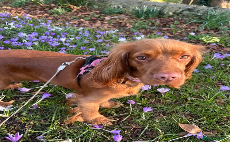 Cocker Spaniel dogs - Advert 1