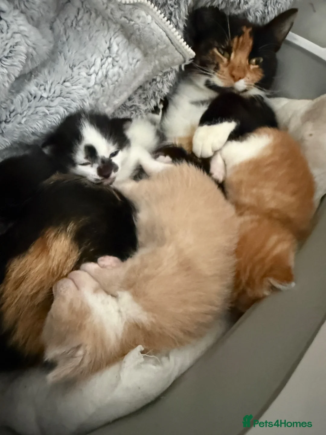 Domestic Shorthair cats for sale: 2/3 male kittens, Calico Mother. in Bedworth - Advert 3