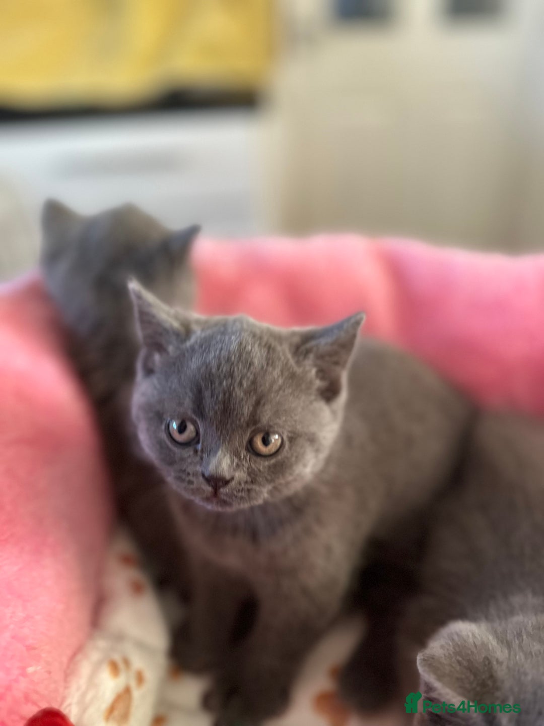 British Shorthair cats for sale: British Blue Pedigree Females - Advert 8