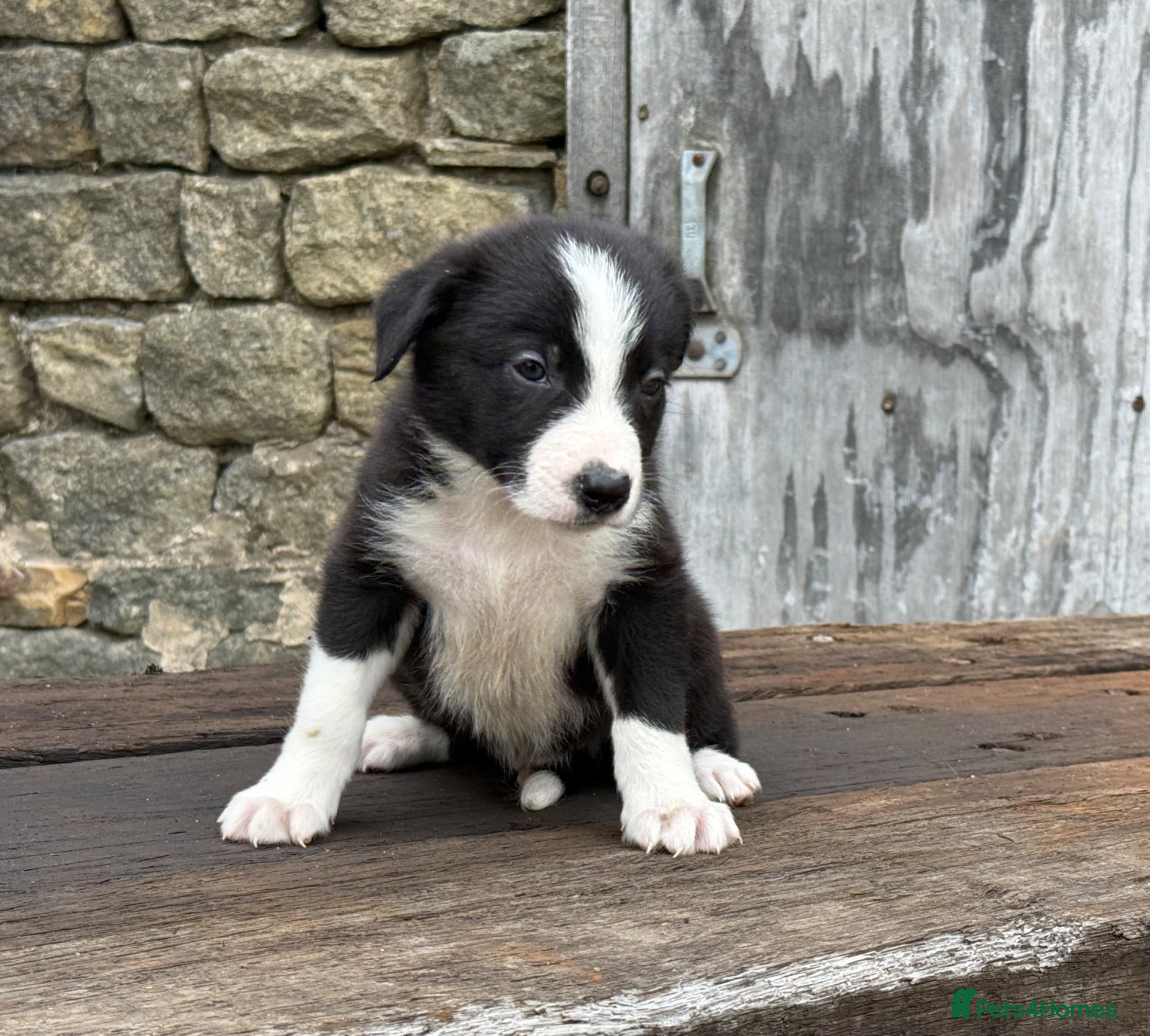 Border Collie dogs ISDS registered pups from amazing lines - Advert 2