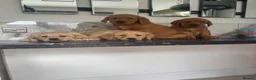 Labrador Retriever dogs for sale: (Fox red)Pure pedigree Labrador puppies - Advert 8