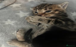 Mixed Breed cats for sale: 🥰 Beautiful kittens 🥰 - Image 18
