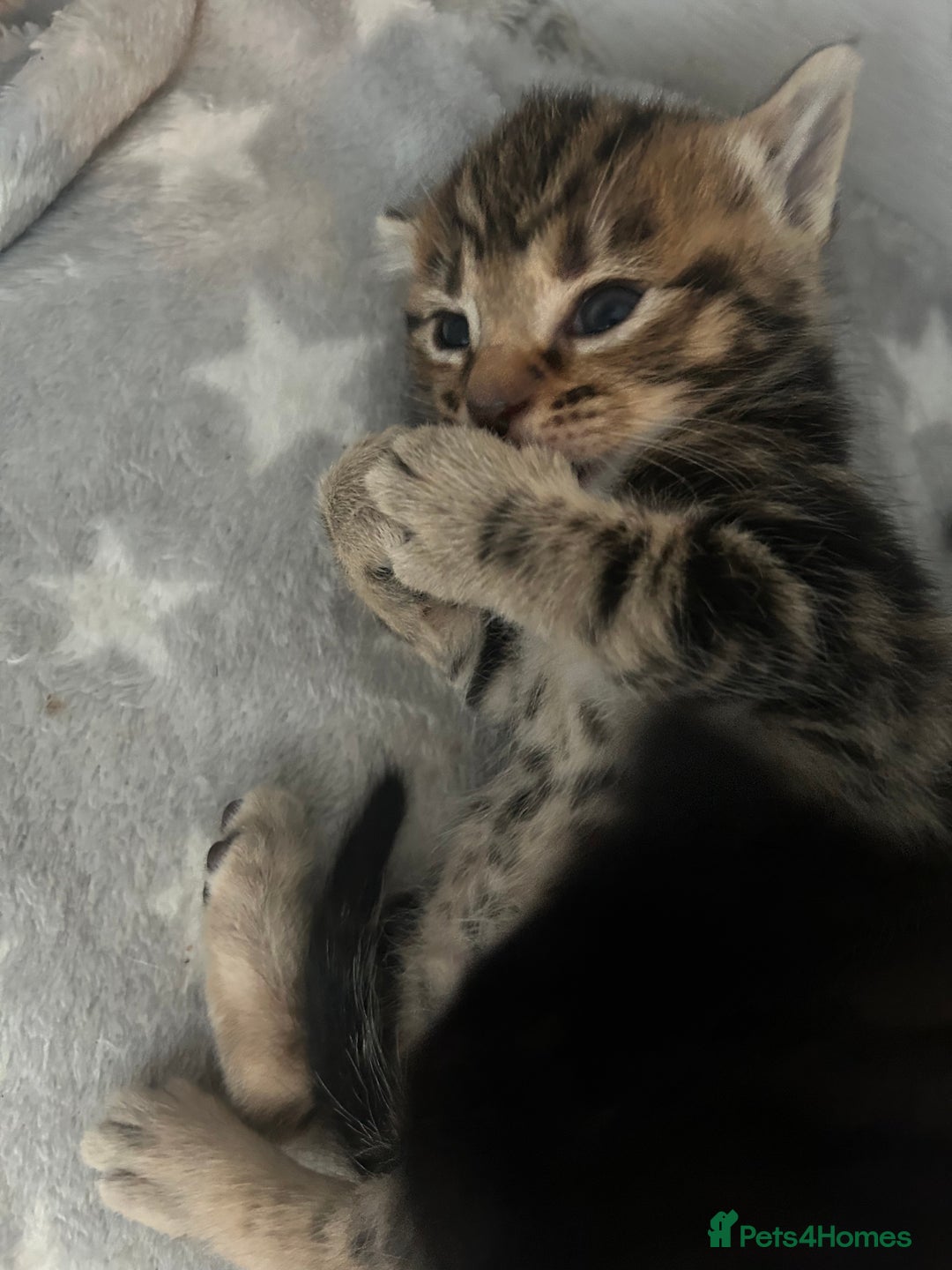 Mixed Breed cats for sale: 🥰 Beautiful kittens 🥰 - Image 18