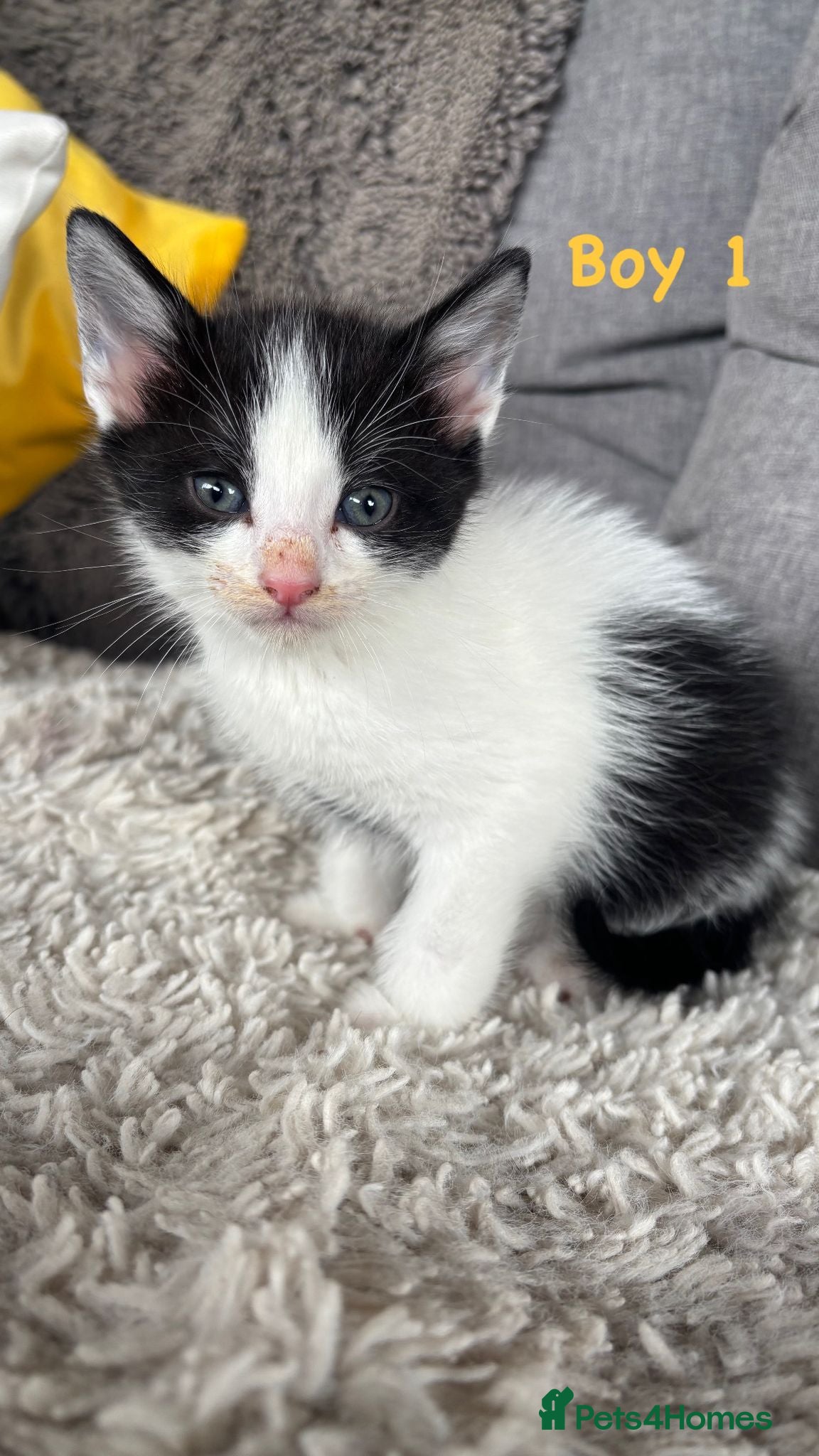 Mixed Breed cats for sale: BEAUTIFUL KITTENS FOR SALE!💕 in Sandbach - Advert 2