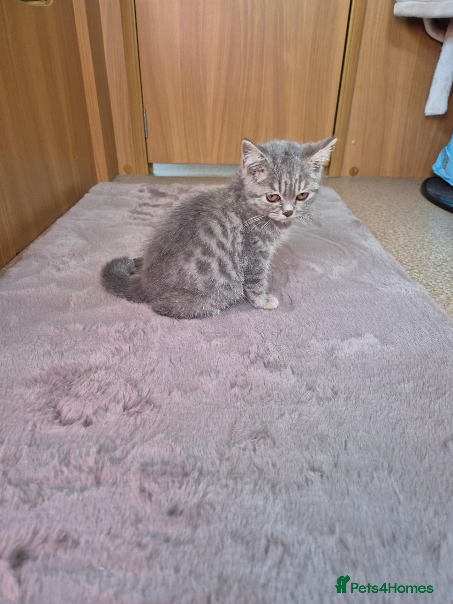 British Shorthair cats British shorthair 1 girl left - Advert 9