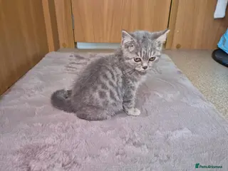 British Shorthair cats British shorthair 1 girl left - Advert 9