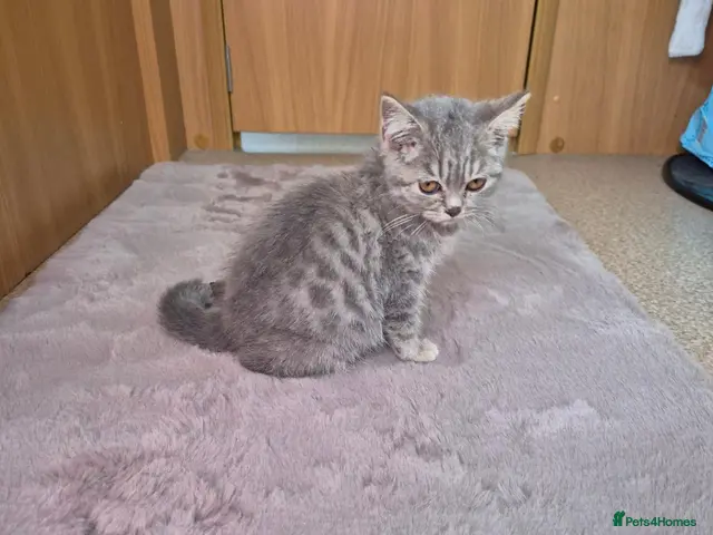 British Shorthair cats British shorthair 1 girl left - Advert 24