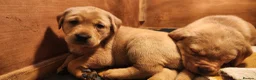 Labrador Retriever dogs for sale: Female labs  - Advert 7