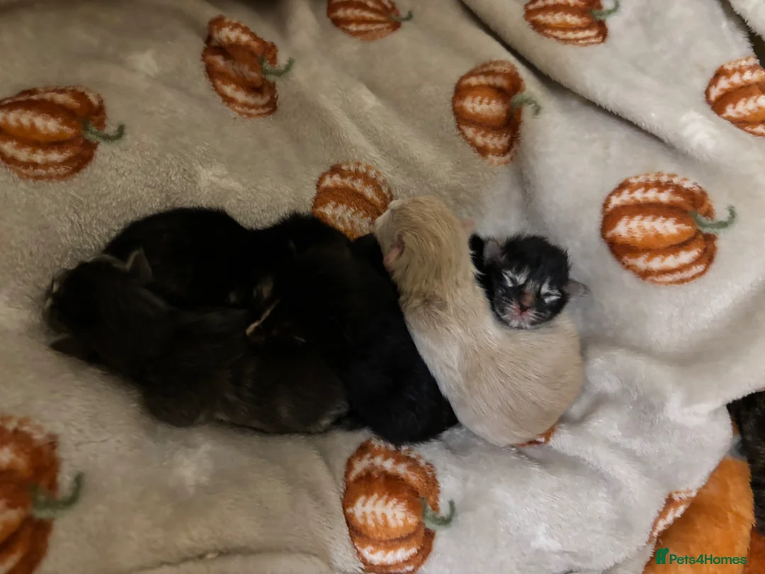 Bengal cats for sale: Kittens  - Advert 2