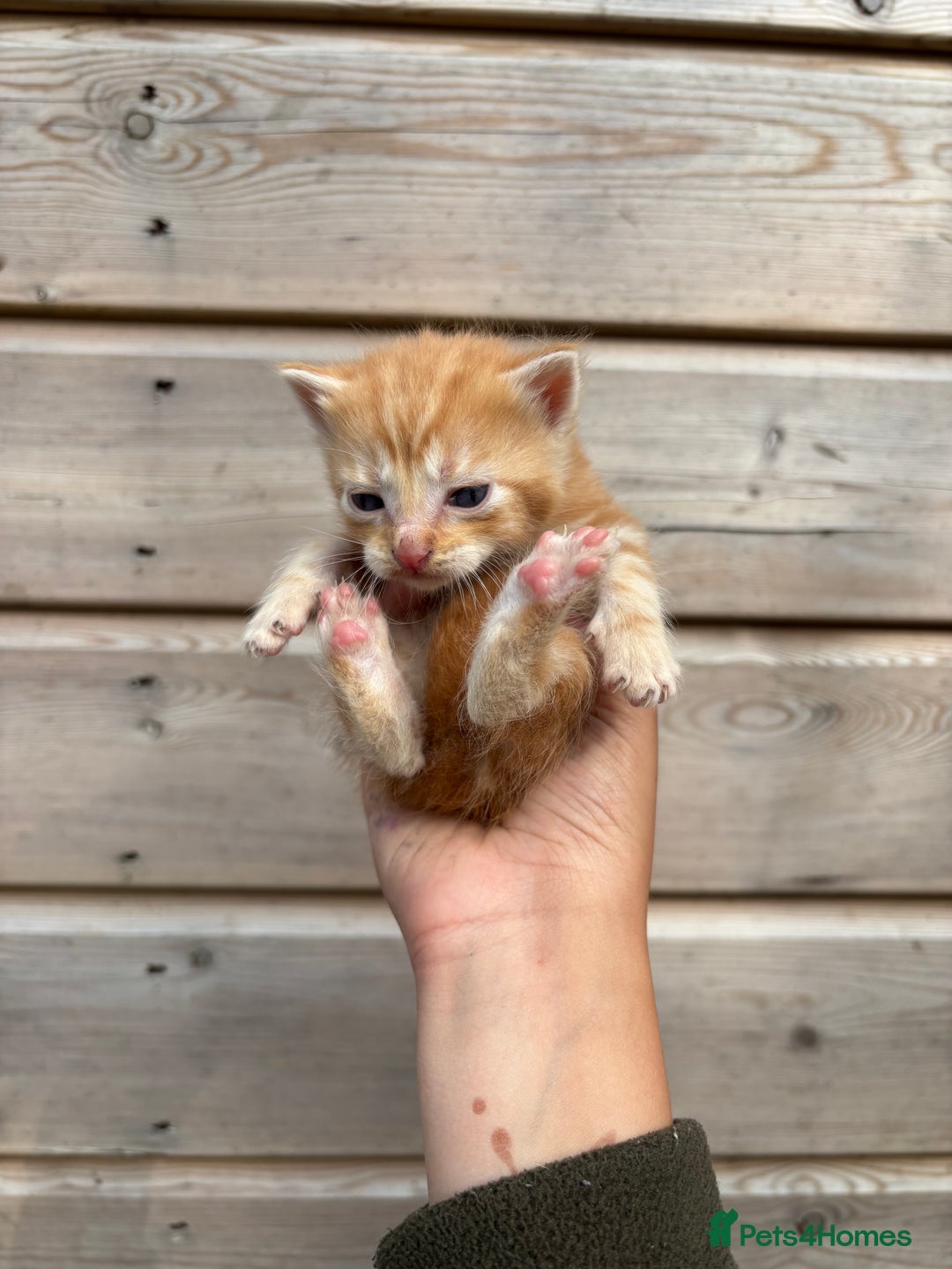 British Shorthair cats for sale: Kittens available BLUES in Axbridge - Image 20