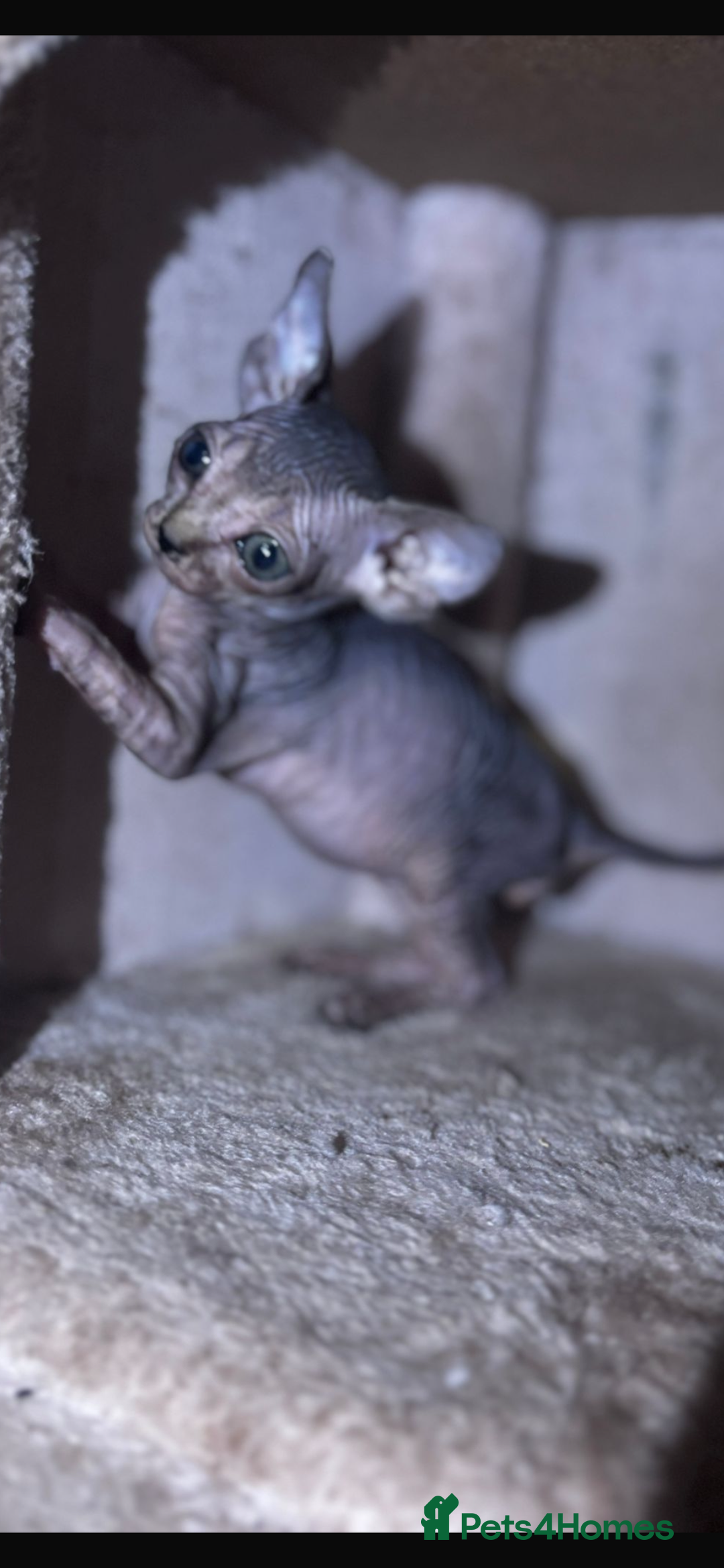 Sphynx cats for sale: Male sphynx kitten the last of his litter  - Image 3