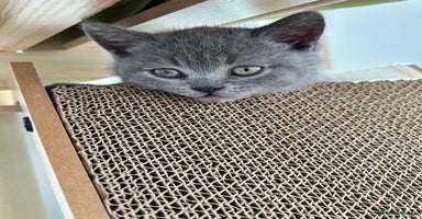 Scottish Fold cats - Advert 3
