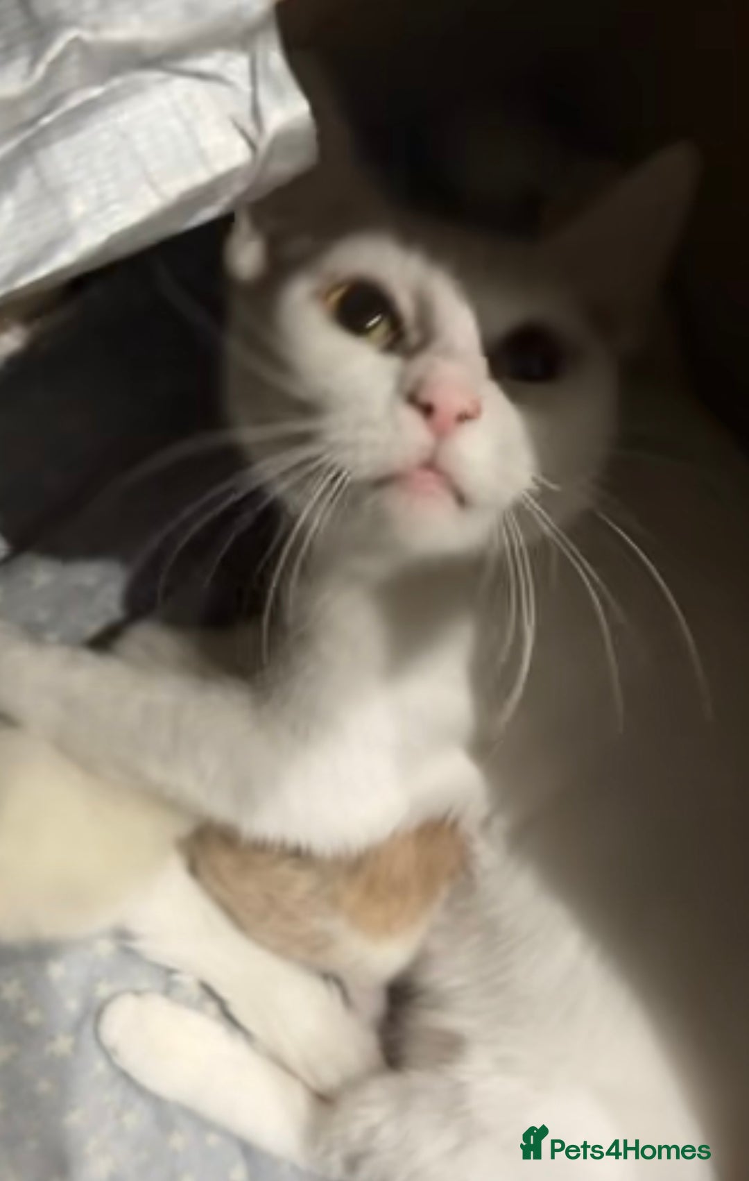 Mixed Breed cats for sale: Rare eyed kittens💚🩵🐱 - Advert 2