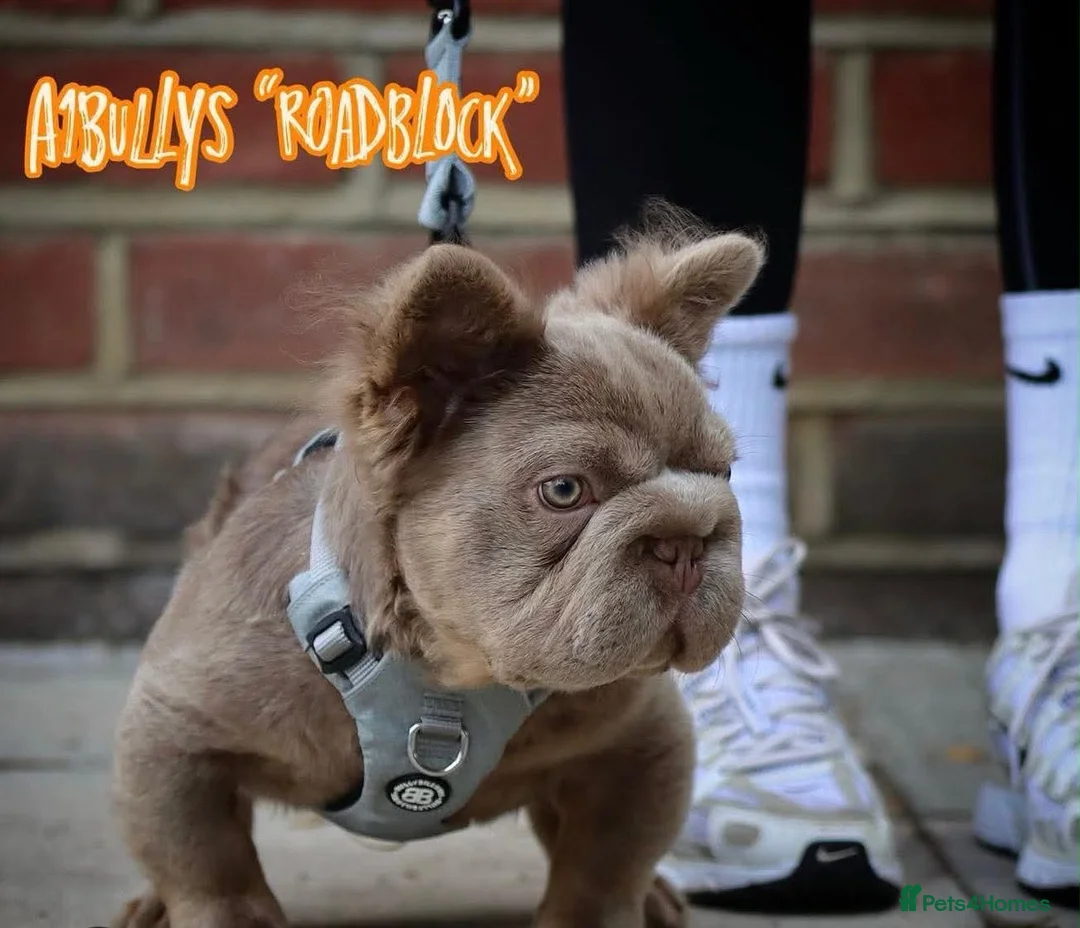 French Bulldog dogs for sale: Fluffy Frenchie  - Advert 9