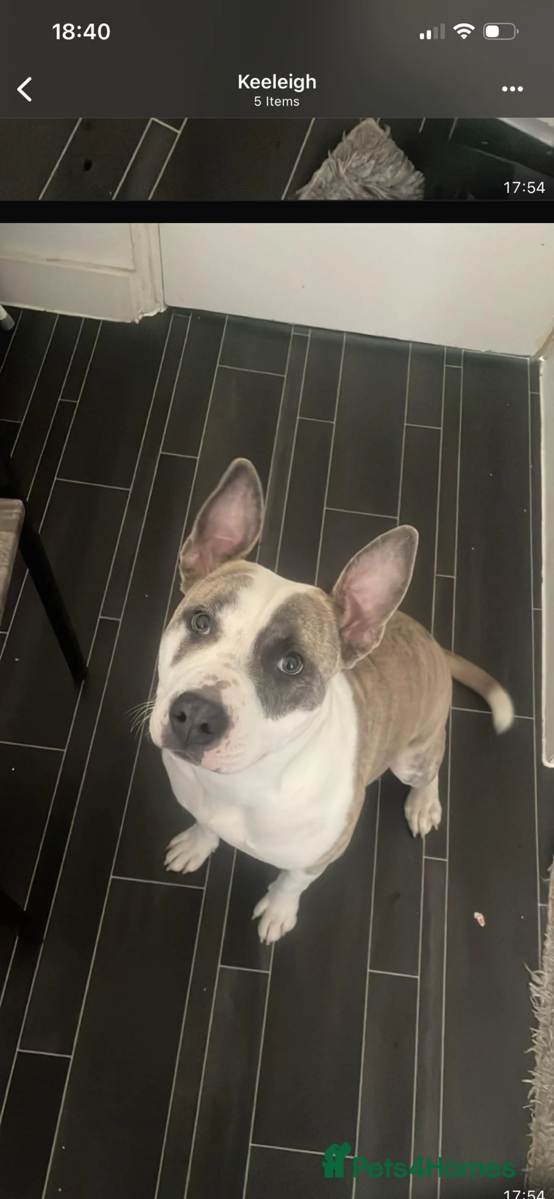 Mixed Breed dogs for sale: Staffordshire bull terrier  in London - Advert 2