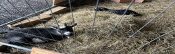 Goats livestock for sale: 2 small Pygmy goats  - Advert 3