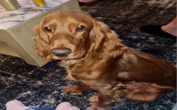 Cocker Spaniel dogs for sale: Cocker spaniel  - Image 3