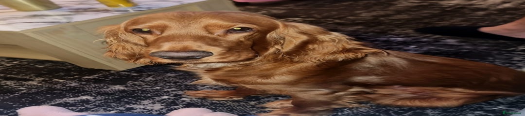 Cocker Spaniel Puppy 1