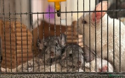 Chinchilla rodents for sale: Beautiful & Friendly Baby Chinchillas  - Image 10