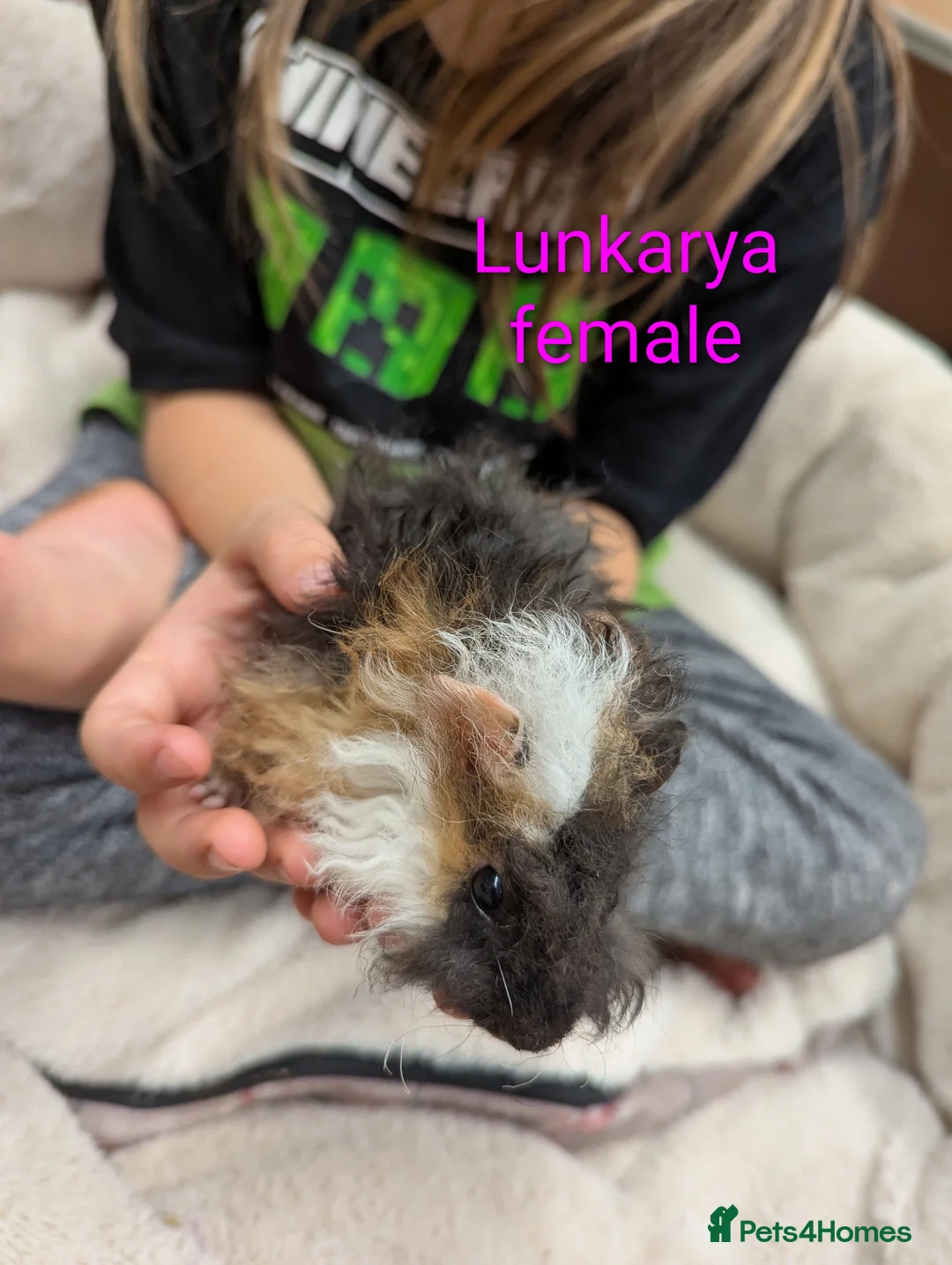 Guinea Pig rodents for sale: Lunkarya & lunk cross baby guinea pigs - Advert 2