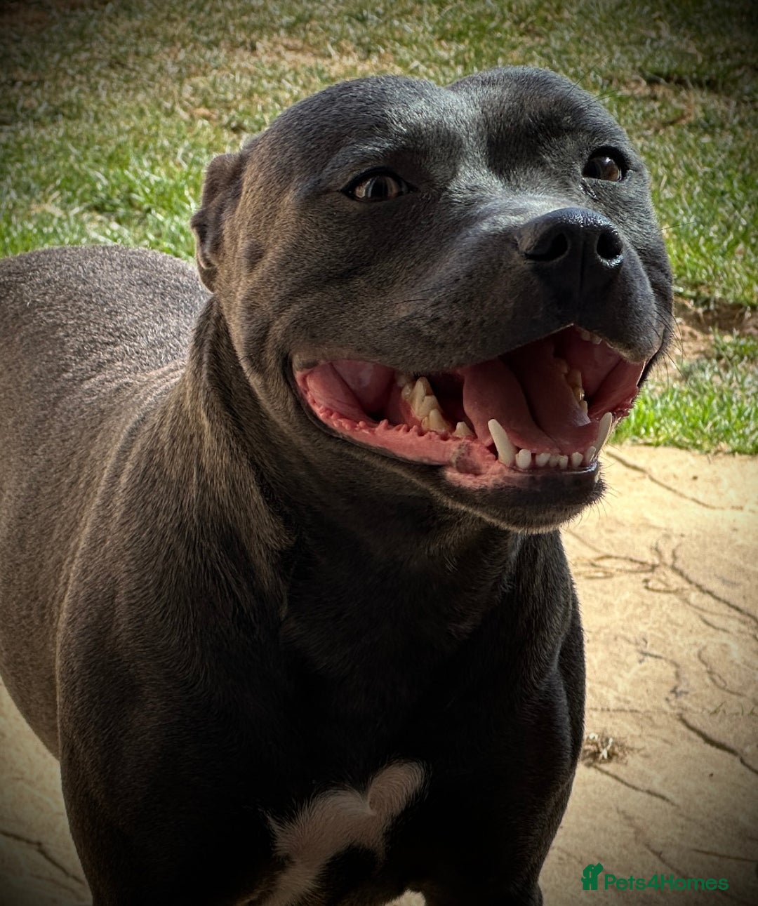 Staffordshire Bull Terrier dogs for sale: 🐾 Beautiful KC Fully Vaccinated Girl Available 🐾 in Peterborough - Image 29