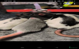 Rat rodents for sale: 4 gorgeous rats for adoption  - Advert 12