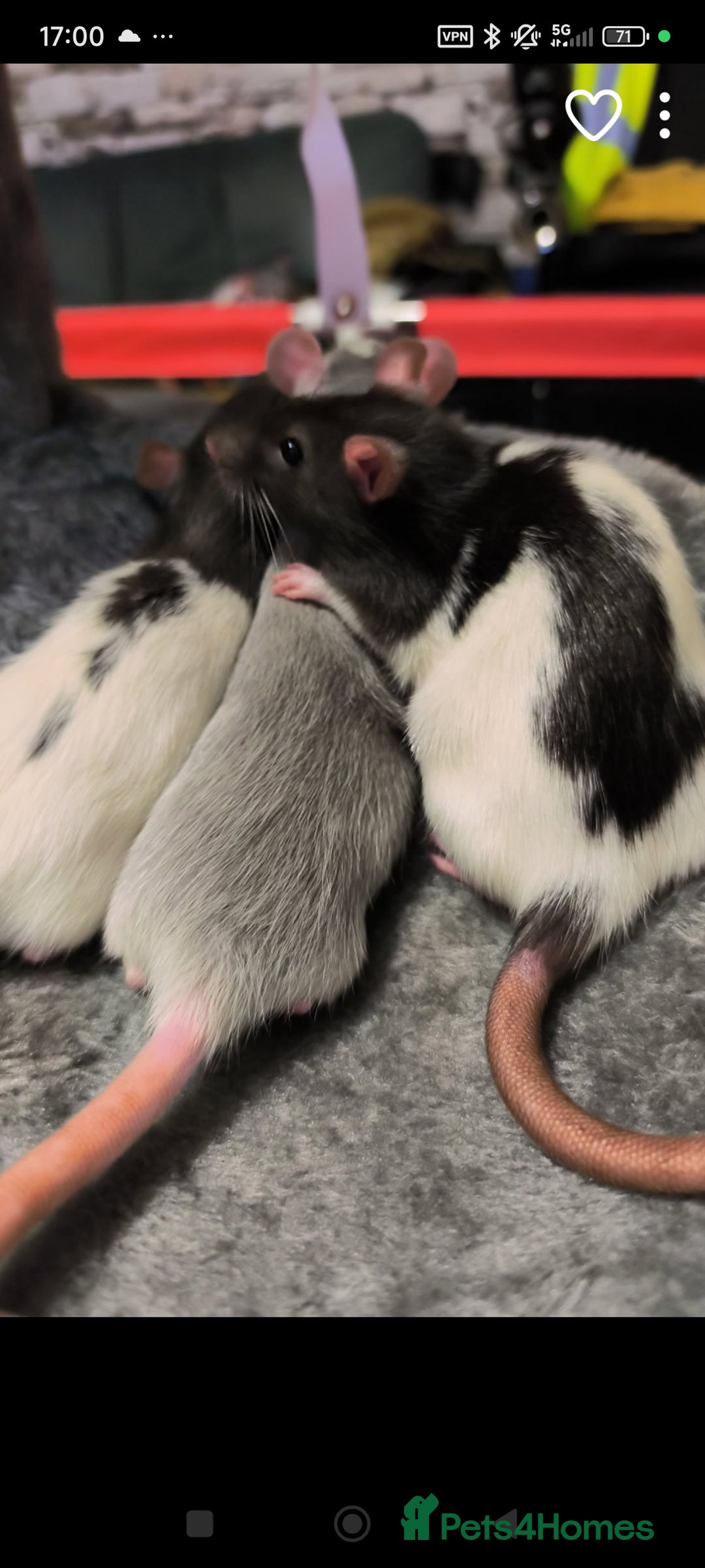 Rat rodents for sale: 4 gorgeous rats for adoption  - Advert 12