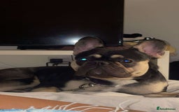 French Bulldog dogs for sale: French bulldog 11 months old - Image 1