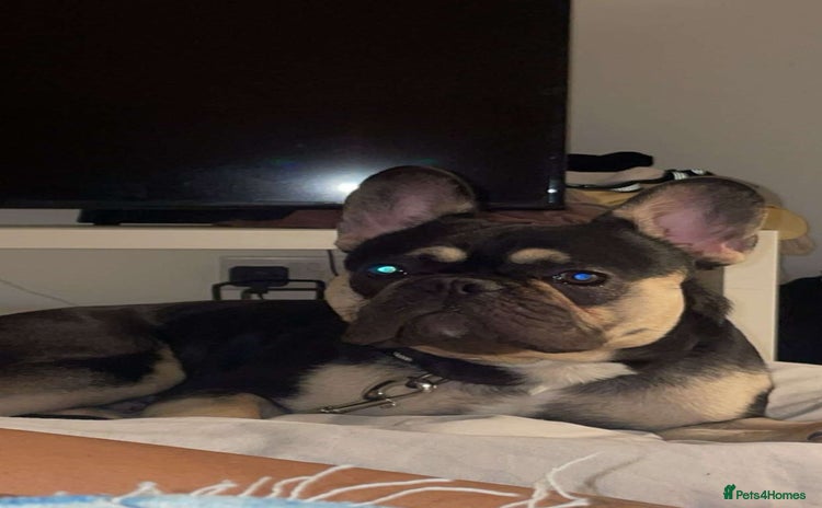 French Bulldog dogs - Advert 3