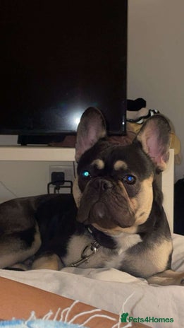 French Bulldog dogs - Advert 3