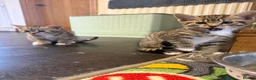 Mixed Breed cats for sale: Lovely Kittens for Sale in Trimdon Station - Advert 6