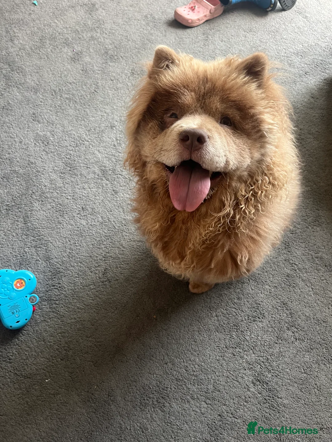 Chow Chow dogs for sale: Chow Chow 1 year old  - Advert 1