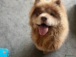 Chow Chow dogs Chow Chow 1 year old - Advert 1