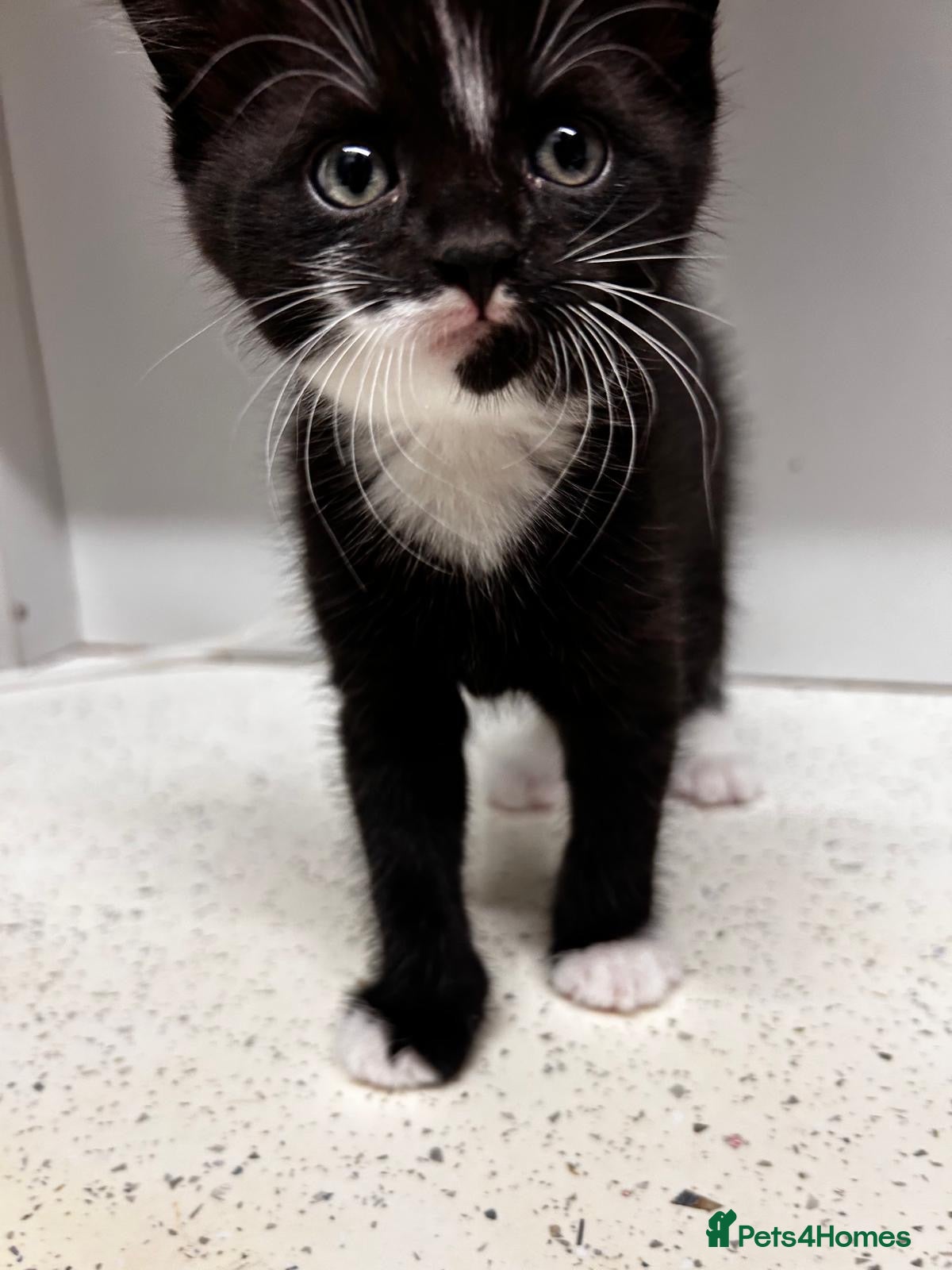 Mixed Breed cats 6 tuxedo kittens looking for a home (some fluffy!) - Advert 2