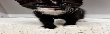Tuxedo male 1
