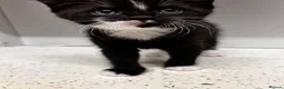 Mixed Breed cats for sale: 6 tuxedo kittens looking for a home (some fluffy!) in London - Advert 1