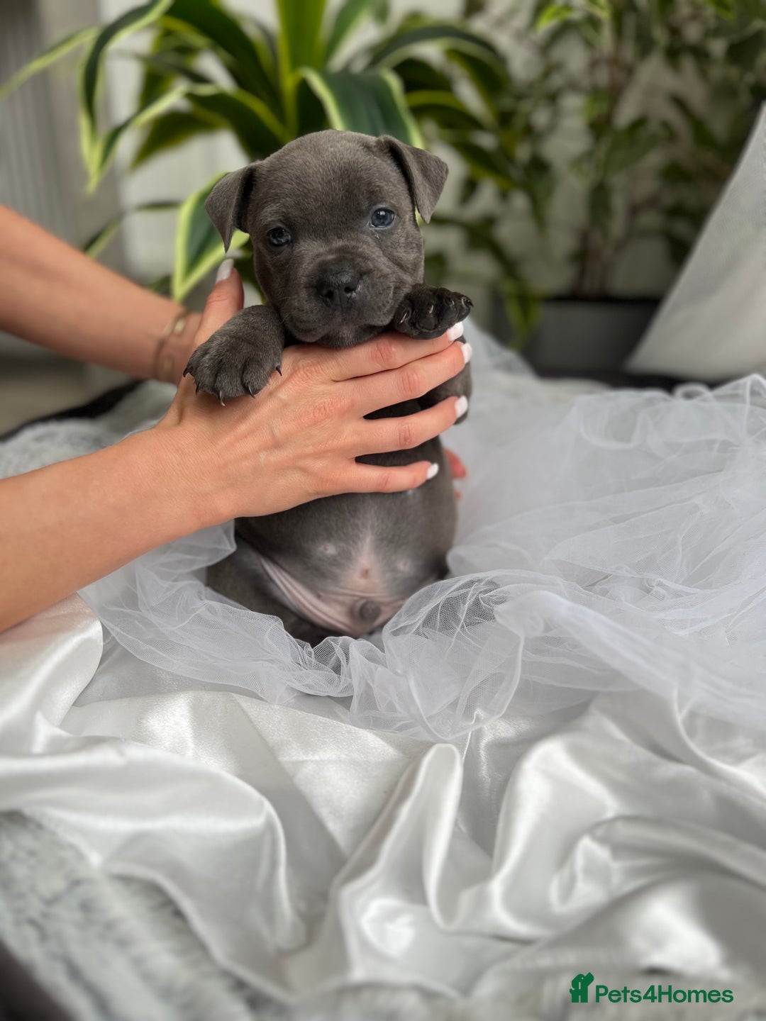 Staffordshire Bull Terrier dogs for sale: 🔷 Pharaon Champion Line Pups 🔷 in Wolverhampton - Image 9