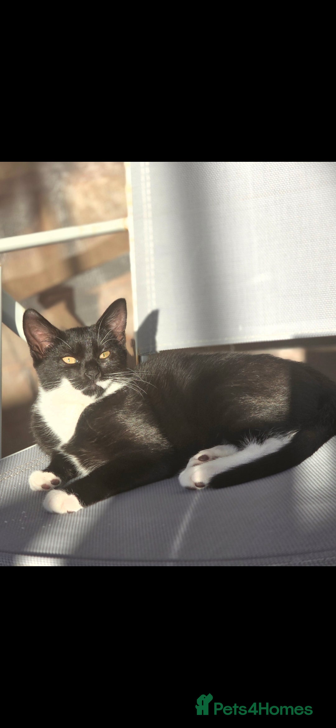 British Shorthair cats 7 month old kitten available  - Advert 1