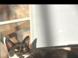 British Shorthair cats 7 month old kitten available - Advert 1